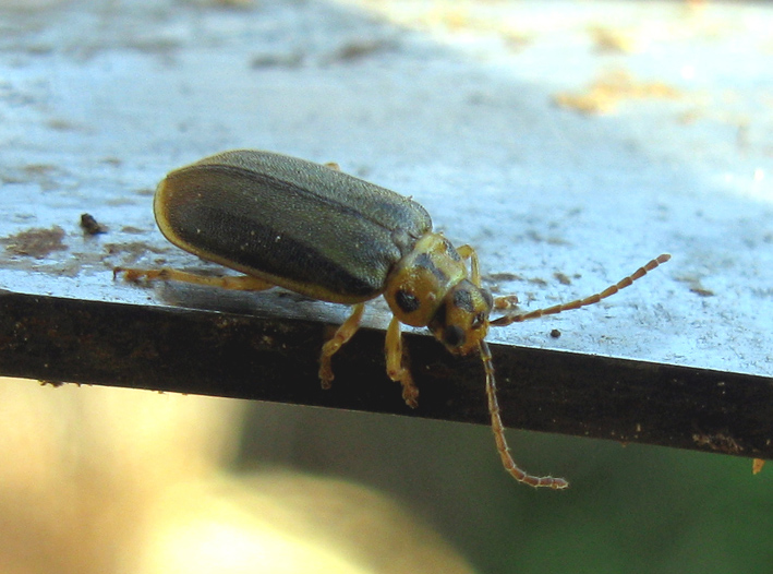 coleottero da identificare